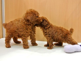 親元に生後８週以上いた犬、攻撃性など問題行動の割合が減少