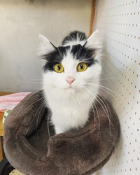 キャットタワーで遊ぶ＝pan.chanchiさん提供