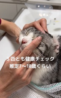 3匹と推定7歳～10歳くらい（「ねこから目線。」さん提供、Instagramよりキャプチャ撮影）