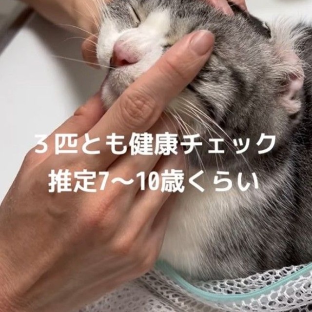 3匹と推定7歳～10歳くらい（「ねこから目線。」さん提供、Instagramよりキャプチャ撮影）