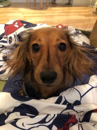 1歳のころのむぎちゃん。すくすく成長しています（むぎちゃんの飼い主さんのTwitterより）