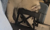顔を突っ込みすぎてこんな顔に！（提供：コハクヌシさん）