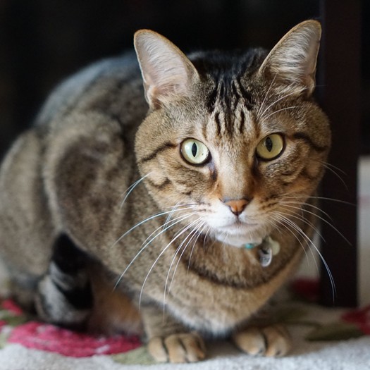 じつは繊細なチャー。以前食欲不振になったことも