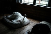 お家の中でヘソ天で眠る（提供：中道　智大さん）