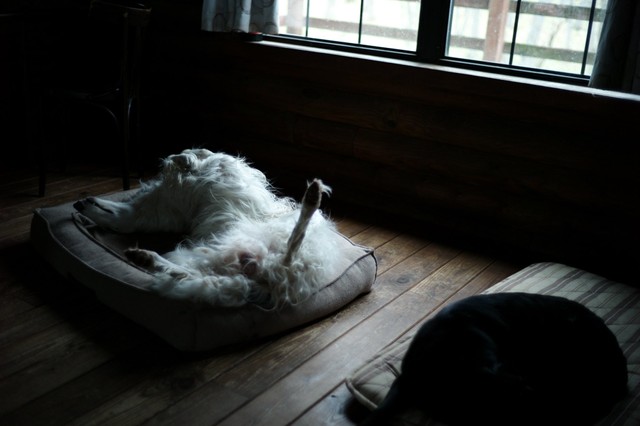 お家の中でヘソ天で眠る（提供：中道　智大さん）