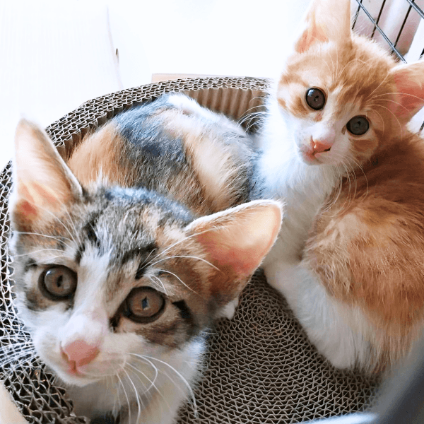 飼い主さんを見上げる（左から）もんじゅちゃん、せんじゅちゃん（画像提供：ミロカノさん）