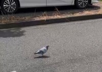 こちらが話題の迷い鳩（高橋小太郎氏撮影。小笠原自然文化研究所提供）