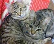 兄猫（右）の名前は、ケンシロウになった