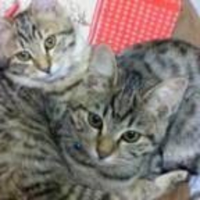 兄猫（右）の名前は、ケンシロウになった