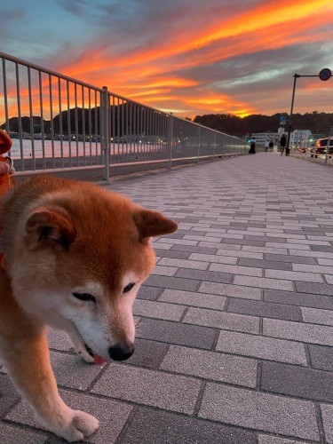 きれいな夕焼けのなかお散歩したね