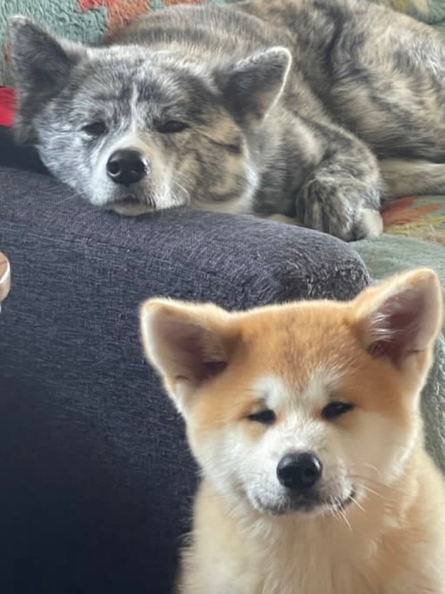 お疲れ気味のワンチャンたち（提供：TIM.🫀Glithes.さん）