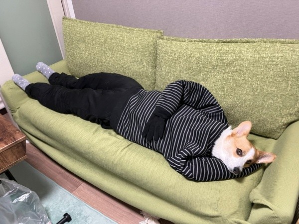 脳がバグる！？ 人間コスプレした閣下くん（画像提供：閣下と下僕さん）