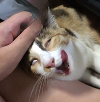 ギリギリ猫を保っているのか乗っ取られているのか、、、（提供：🩵日向ゆうり🩵さん）