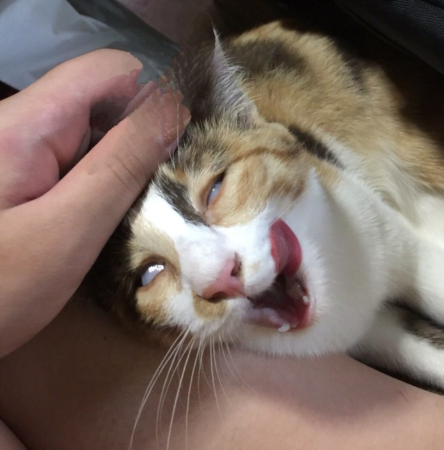 ギリギリ猫を保っているのか乗っ取られているのか、、、（提供：🩵日向ゆうり🩵さん）