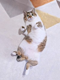 踊ってるみたい！ 両前足をくの字にして寝そべるつくねちゃん（画像提供：猫目さん）