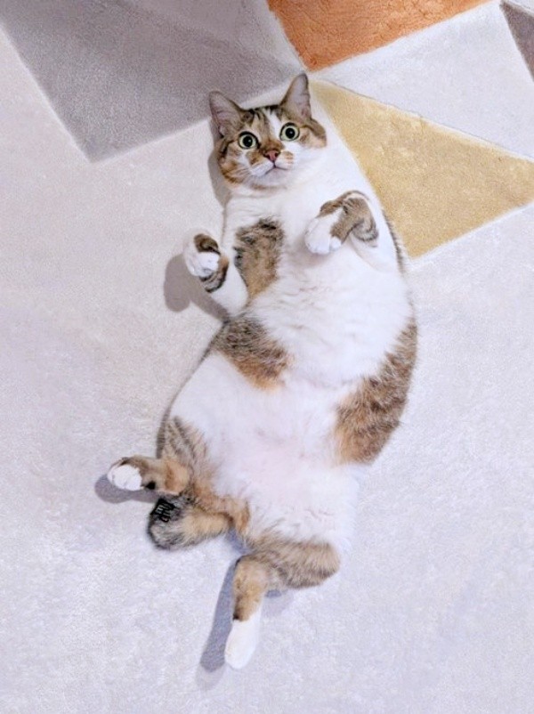 踊ってるみたい！ 両前足をくの字にして寝そべるつくねちゃん（画像提供：猫目さん）