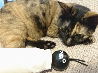 あんずは細くて硬いひもが好き　いたずらを防ぐ傾向と対策