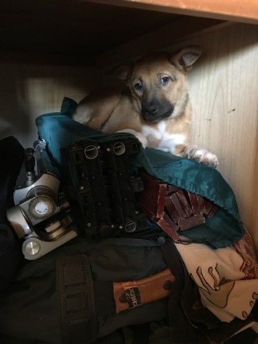 ほんのしばらく留守番させて帰宅すると姿が見えない！あちこち探して見つけたのは物置のなか…