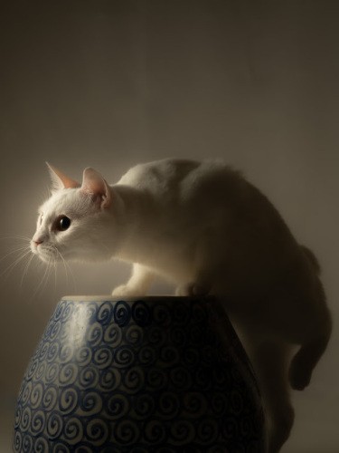 壺猫（吉田さん撮影）