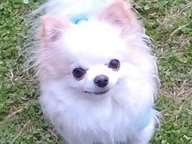 ドッグランでニコニコ顔　無邪気な永遠の３歳児、チワワの「雫」