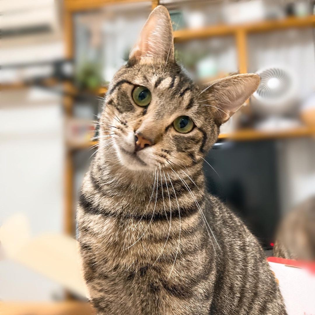 河川敷で保護されビクビクしていた兄弟猫 2匹仲良く同じおうちへ