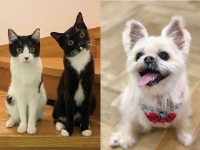 一緒にいられて幸せ　写真展「みんなイヌみんなネコ」４月29、30日開催