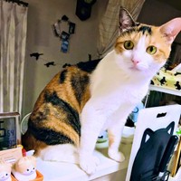 飼い主さんと一緒に早起きしたサラちゃん（画像提供：にゃさん）