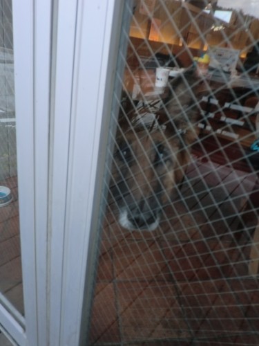 三橋さんからつねに目を離さない甘えん坊（三橋さん提供）