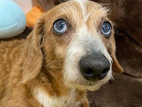 青い目がチャームポイント　かわいいを知ってるダップー「リサ」