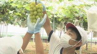小学生がシャインマスカットなど地元の果物を収穫