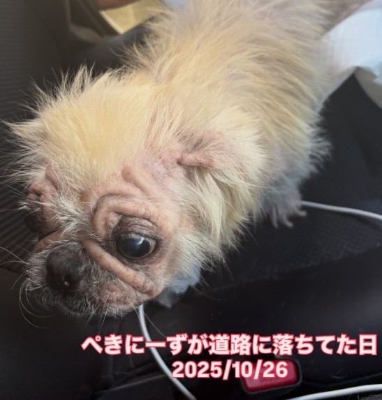 道路に落ちていたペキニーズ犬を保護（アニマルシェッド加納さん提供、Instagramよりキャプチャ撮影）