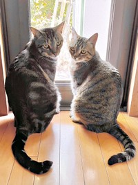 窓辺でニャルソックする（左から）シンバくん、ナラちゃん（画像提供：シンバとナラさん）