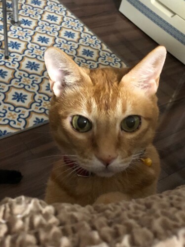 ミュウは最初に見たのが人間で次に見たのが犬。「自分を犬と思っていたのか？ニャアと鳴かず高い所にも乗らなかった」（辻さん提供）