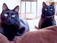 （左から）先住猫の殿とまさこちゃん。そばで仲良くくつろいでいます（画像提供：りっこさん）