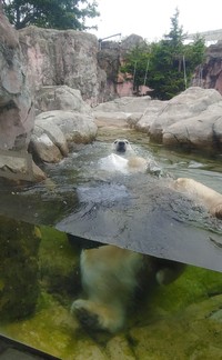 親子の後はカイ登場