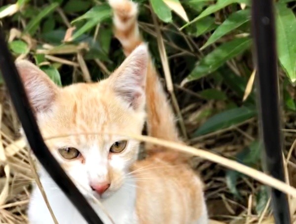 竹やぶを歩いてそばに来てくれたキナコくん（画像提供：mmさん）