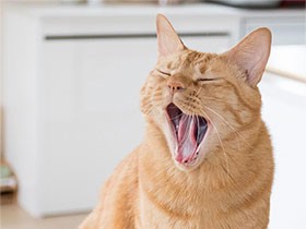 ２０１８大あくび賞　茶トラの保護猫「どんどん」