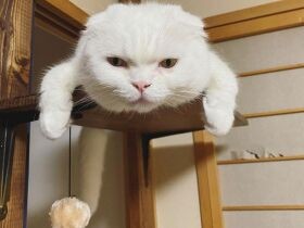 前のめりだけどめっちゃくつろいでるんです　スコティッシュフォールド「むく」