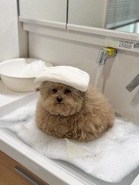 頭上に白タオルをのせているのも可愛らしい（画像提供：ごつもりプードルさん）