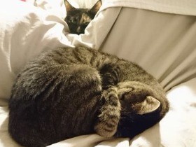 猫とソファと私。そして、沈黙の店員