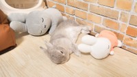 ぬいぐるみとお昼寝するぽぽちゃん（提供：コガラナ天パのうさハムchさん）