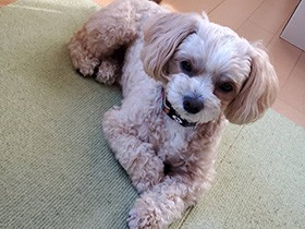 お散歩大好きミックス犬「ゆきまる」　耳を揉むとフニャと大喜び