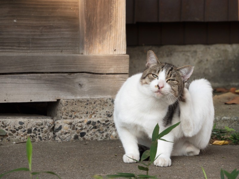 カメラを向けても怯えることなくマイペース。（小林写函撮影）