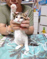 子猫時代、大きな手で「は～い」と返事をしているようなポーズ