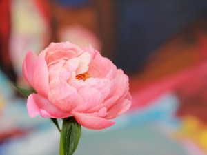 拝啓、ぱんだちゃん。Twitterで出会って、私を救ってくれてありがとう