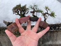 雪中展示会の盆栽の大きさ