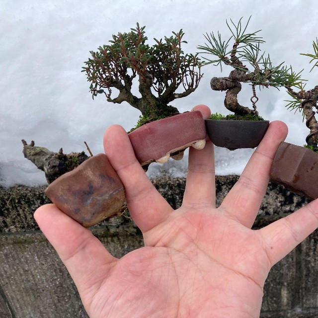 雪中展示会の盆栽の大きさ
