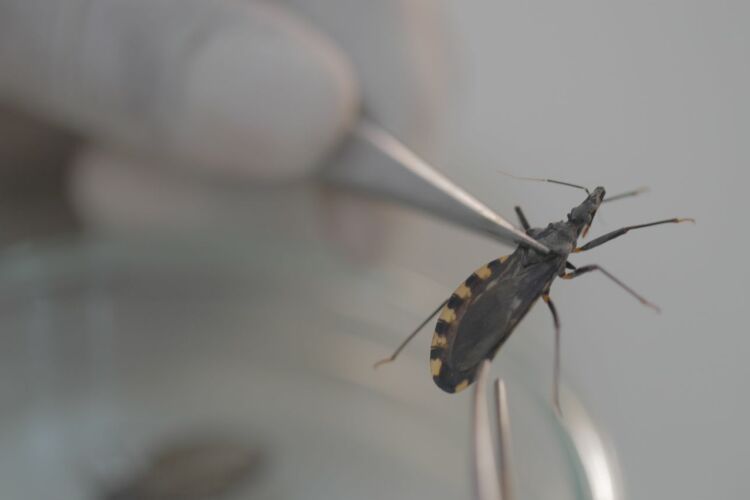 大きな感染経路である「サシガメ」©ISGlobalAndalu Vilasanjuan