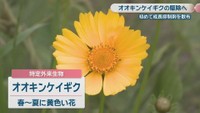 オオキンケイギク　旭川の土手　岡山・北区玉柏