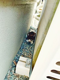 突然、ひとりぼっちで現れたパルムくん（画像提供：ゆーまさん）